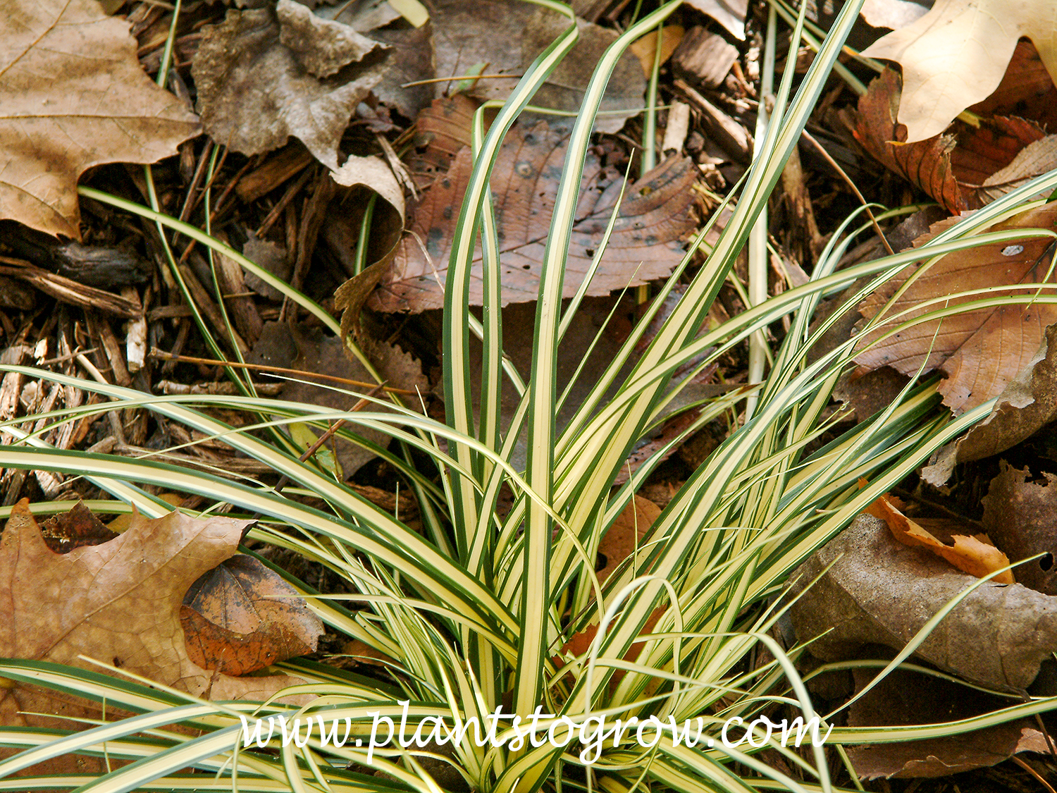 Evergold Carex (Carex oshimensis) 
The pictures in this set show young plants growing in a shaded spot. With a bit more sun, they would be larger.
